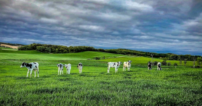 Dairy cows in a field